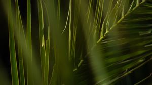 Preview wallpaper palm, branch, leaves, plant, green