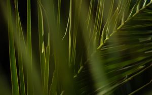 Preview wallpaper palm, branch, leaves, plant, green