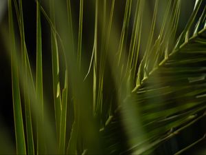 Preview wallpaper palm, branch, leaves, plant, green