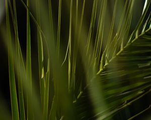 Preview wallpaper palm, branch, leaves, plant, green