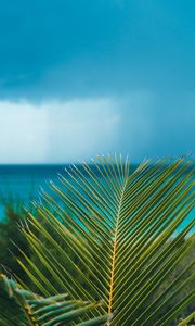 Preview wallpaper palm, branch, leaves, ocean, shore, horizon
