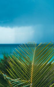 Preview wallpaper palm, branch, leaves, ocean, shore, horizon