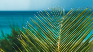 Preview wallpaper palm, branch, leaves, ocean, shore, horizon