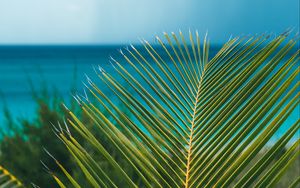 Preview wallpaper palm, branch, leaves, ocean, shore, horizon