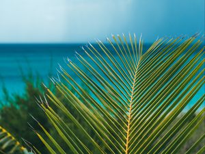 Preview wallpaper palm, branch, leaves, ocean, shore, horizon