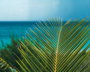 Preview wallpaper palm, branch, leaves, ocean, shore, horizon