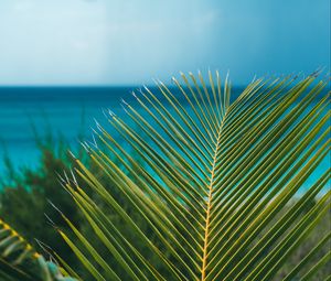 Preview wallpaper palm, branch, leaves, ocean, shore, horizon