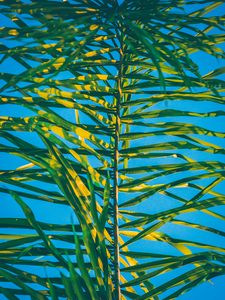 Preview wallpaper palm, branch, leaves, green, plant