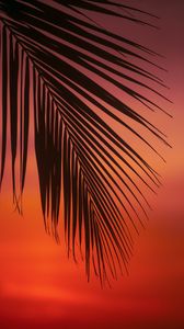 Preview wallpaper palm, branch, leaves, sunset, dusk