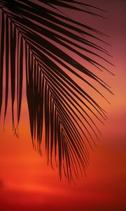 Preview wallpaper palm, branch, leaves, sunset, dusk