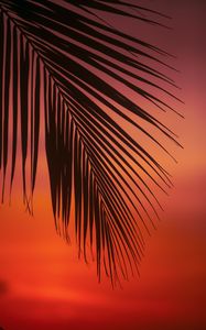 Preview wallpaper palm, branch, leaves, sunset, dusk