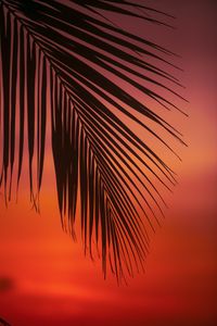 Preview wallpaper palm, branch, leaves, sunset, dusk