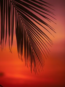 Preview wallpaper palm, branch, leaves, sunset, dusk