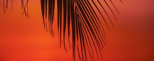 Preview wallpaper palm, branch, leaves, sunset, dusk