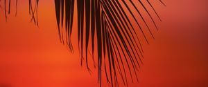 Preview wallpaper palm, branch, leaves, sunset, dusk