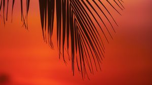 Preview wallpaper palm, branch, leaves, sunset, dusk