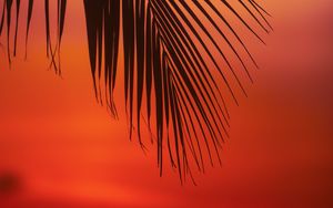 Preview wallpaper palm, branch, leaves, sunset, dusk