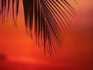 Preview wallpaper palm, branch, leaves, sunset, dusk