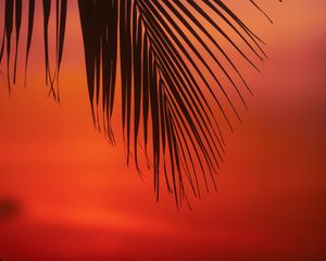 Preview wallpaper palm, branch, leaves, sunset, dusk