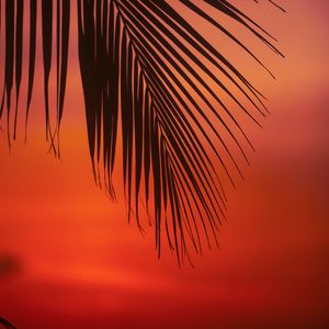 Preview wallpaper palm, branch, leaves, sunset, dusk