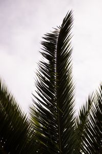 Preview wallpaper palm, branch, leaves, carved, plant