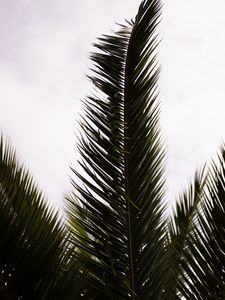 Preview wallpaper palm, branch, leaves, carved, plant