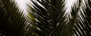 Preview wallpaper palm, branch, leaves, carved, plant