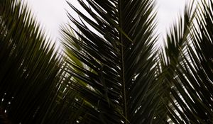 Preview wallpaper palm, branch, leaves, carved, plant