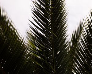 Preview wallpaper palm, branch, leaves, carved, plant