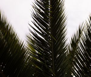 Preview wallpaper palm, branch, leaves, carved, plant