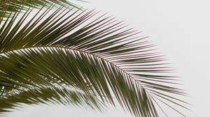 Preview wallpaper palm, branch, leaves, carved, minimalism