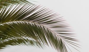 Preview wallpaper palm, branch, leaves, carved, minimalism