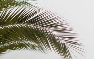 Preview wallpaper palm, branch, leaves, carved, minimalism