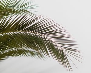 Preview wallpaper palm, branch, leaves, carved, minimalism