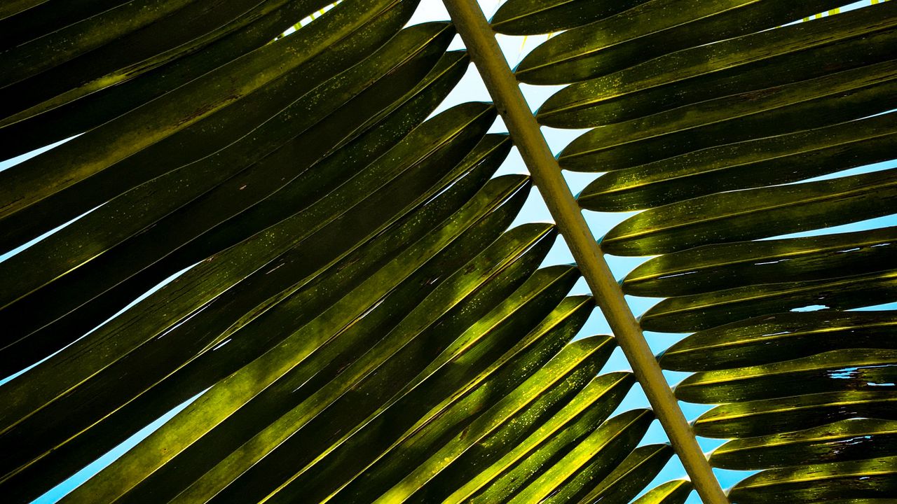 Wallpaper palm, branch, leaves, green