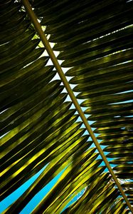 Preview wallpaper palm, branch, leaves, green