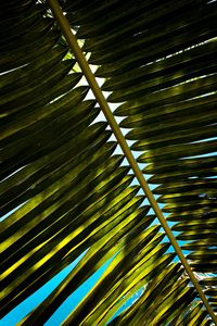 Preview wallpaper palm, branch, leaves, green