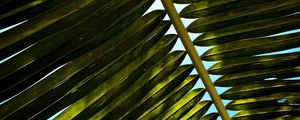 Preview wallpaper palm, branch, leaves, green