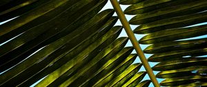 Preview wallpaper palm, branch, leaves, green