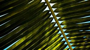 Preview wallpaper palm, branch, leaves, green