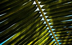 Preview wallpaper palm, branch, leaves, green