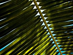 Preview wallpaper palm, branch, leaves, green