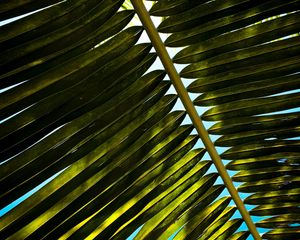 Preview wallpaper palm, branch, leaves, green