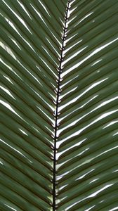 Preview wallpaper palm, branch, leaves, plant, macro, green