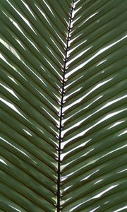 Preview wallpaper palm, branch, leaves, plant, macro, green