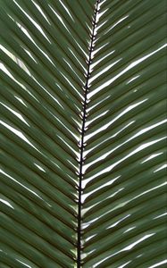 Preview wallpaper palm, branch, leaves, plant, macro, green