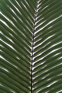 Preview wallpaper palm, branch, leaves, plant, macro, green