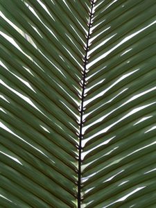 Preview wallpaper palm, branch, leaves, plant, macro, green