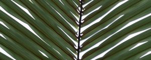 Preview wallpaper palm, branch, leaves, plant, macro, green