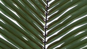 Preview wallpaper palm, branch, leaves, plant, macro, green